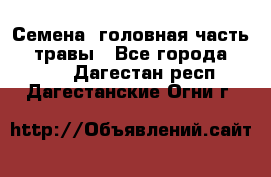 Семена (головная часть))) травы - Все города  »    . Дагестан респ.,Дагестанские Огни г.